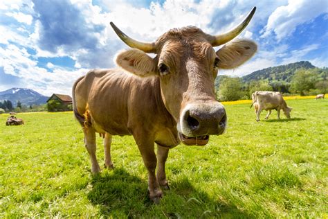 agriculture, animal, brown swiss, cattle, countryside, cow, dairy ...