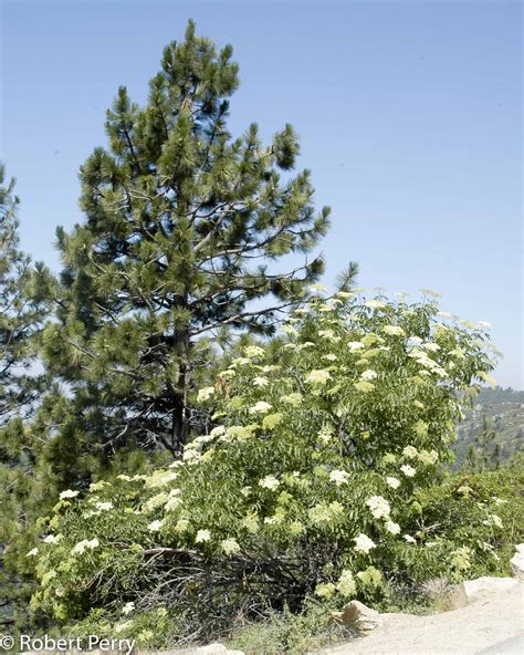 Blue elderberry - Waterwise Garden Planner