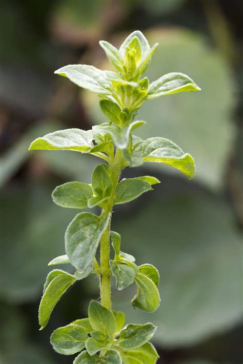 Herb Oregano Greek - Origanum Hirtum - Premier Seeds Direct