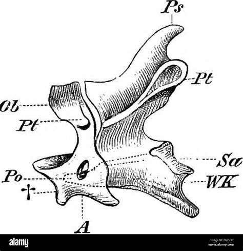 Odontoid hi-res stock photography and images - Alamy