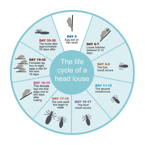 Head lice