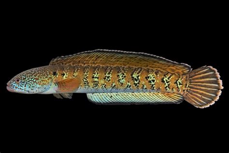 Image result for Extinct Fish