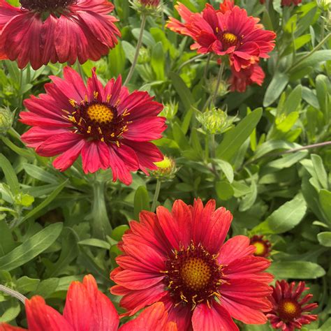 Gaillardia x grandiflora 'Mesa™ Red' - Blanket Flower (4" Pot) | Little ...