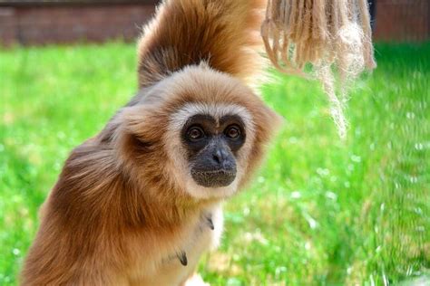 Monkey Haven - Primate Rescue Centre (Newport) - All You Need to Know ...