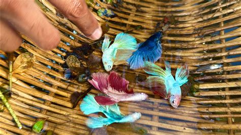 Image result for Problem Based Learning Children