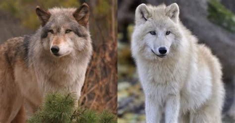Image result for Wolves Life Cycle