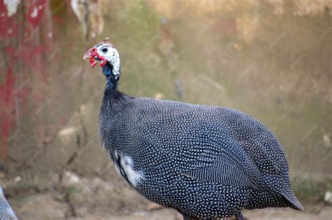 Premium Photo | A blue and white guinea fowl with a red beak.