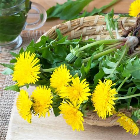 Extracto de Diente de León 1Lt Alcohólico – Naturaleza PHI