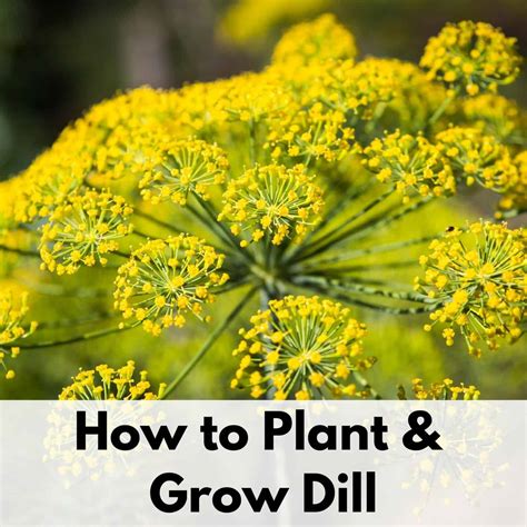 How to Plant and Grow Dill (plus tips for dill pests & problems ...