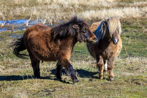 Dwarf Horses
