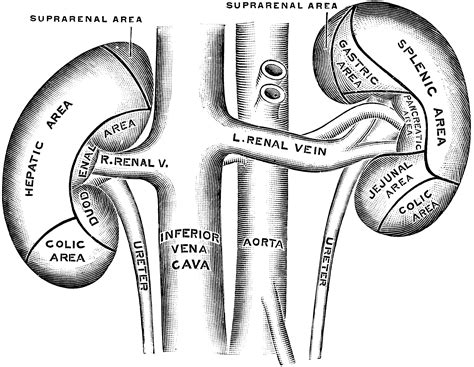 Anterior Surface of the Kidneys | ClipArt ETC
