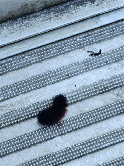 Weird red and black caterpillar I found earlier yesterday while working ...