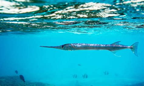 Crocodile Needlefish Attacks