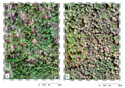 Tree Species Classification and Health Status Assessment for a Mixed ...