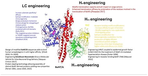 Embracing the Versatility of Botulinum Neurotoxins in Conventional and ...