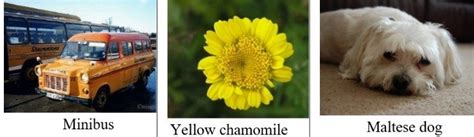 Label the Image Image Net 的图像结果