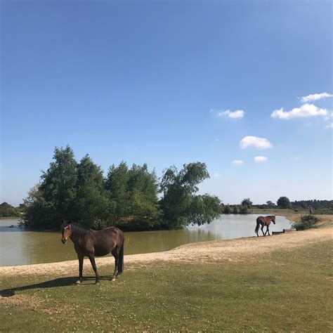 NEW FOREST NATIONAL PARK (2026) All You Need to Know BEFORE You Go ...