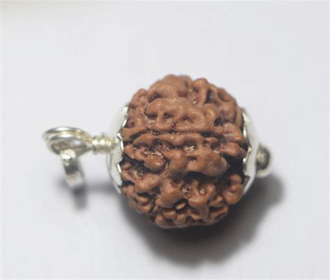 1 Mukhi(Face) Rudraksha - Nepali(Underdeveloped) – Rudradhyay
