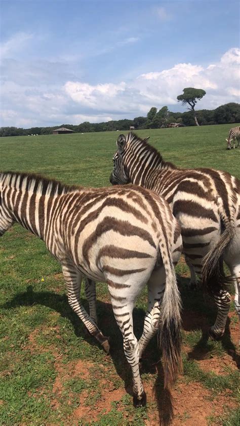 38 interesting facts about zebras stripes speed conservation more – Artofit