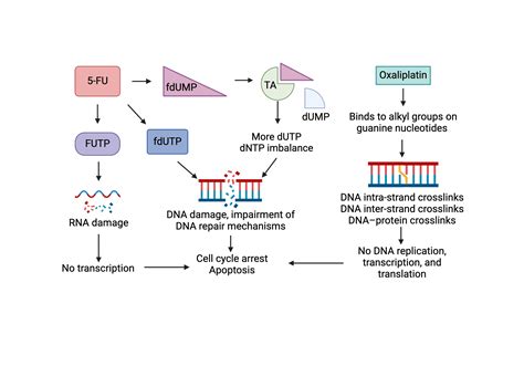 Mechanisms of action of 5-fluorouracil and oxaliplatin (FOLFOX) | BioRender Science Templates