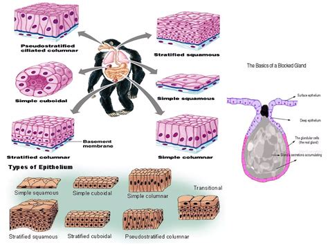 Tissue Chapter Class 9 的图像结果