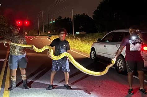Image result for 12 Foot Python