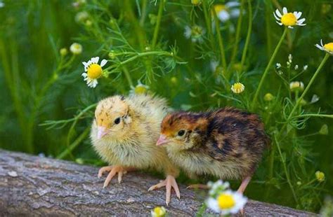 Image result for Springtime Animals