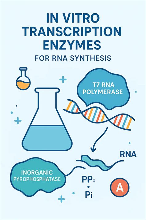High-Quality IVT Enzymes for RNA Synthesis