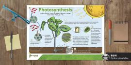 Phenomenal Photosynthesis PowerPoint & Google Slides