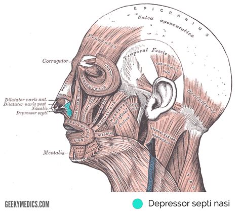 Muscles of Facial Expression | Anatomy | Geeky Medics