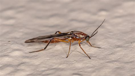 The Midge Insect: Tiny Flying Bugs That Can Bite