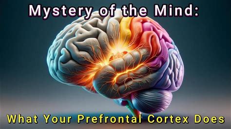 Image result for Prefrontal Cortex Addicted Brain