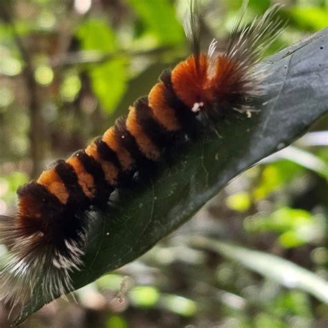 YAKU WARMI (Aguarico Canton) - Lodge Reviews & Photos - Tripadvisor