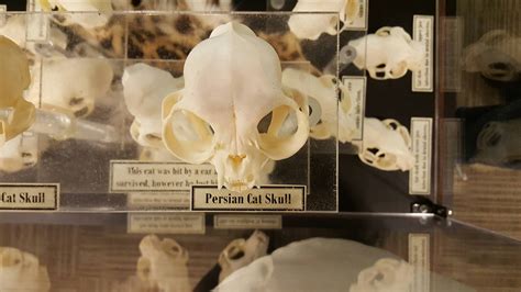 Persian cat skull. : mildlyinteresting