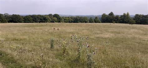 Wytham Woods (Oxfordshire) - 2021 What to Know Before You Go (with ...