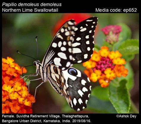 Papilio demoleus | Butterfly