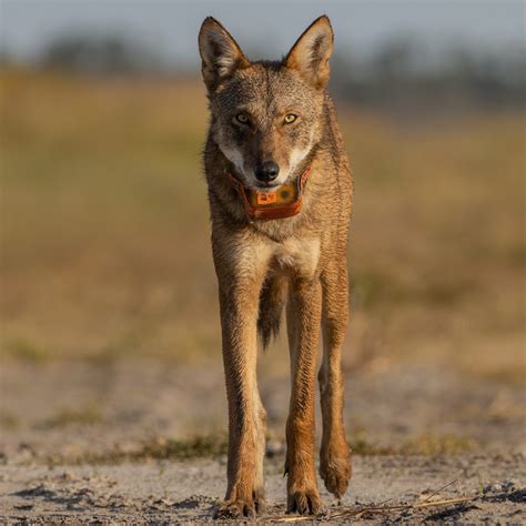 Red Wolf Timeline - Save Red Wolves