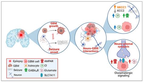 Antitumor Potential of Antiepileptic Drugs in Human Glioblastoma ...
