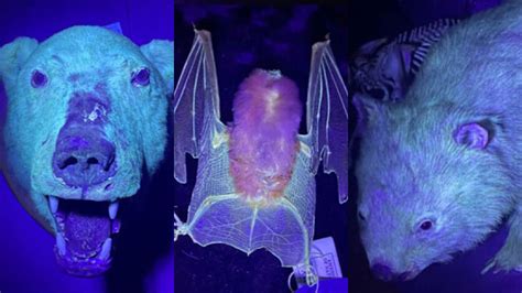 Loads of mammals — including cats — glow under UV light, but we don't ...