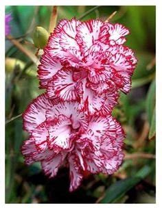 Creative Farmer Perennial Plant Dianthus Raspberry Ripple Flower Seeds ...