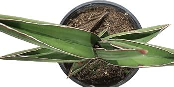 Green Tropicals Sansevieria Samurai with Self Watering Planter with ...