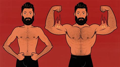 Image result for How We Build Muscle