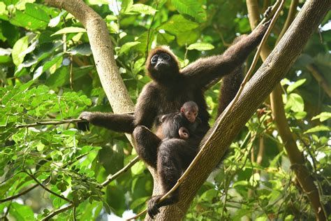 Spider Monkeys Trees A Baby Spider Monkey, Considered One Of The Most