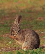 Image result for Pet Rabbit Care