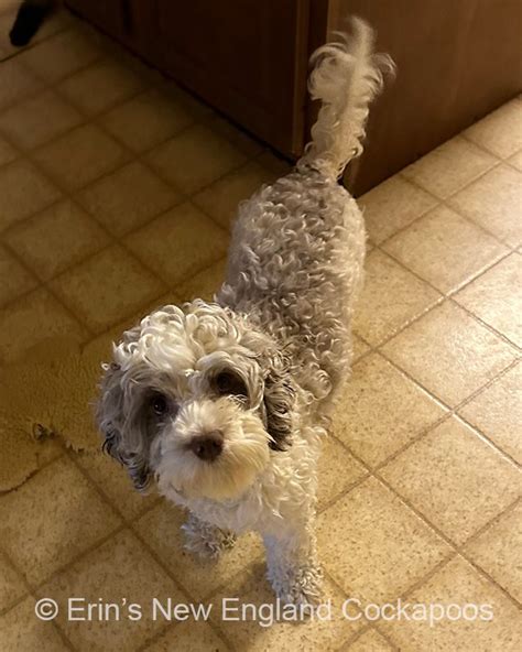 Image result for Cockapoo Adult Dogs