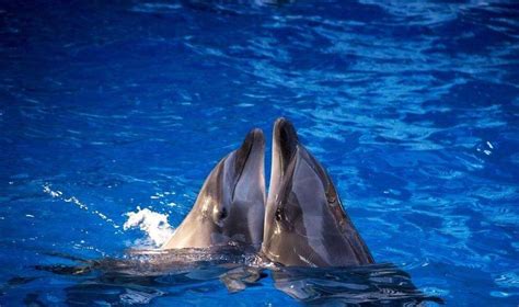 海豚的性格器官是怎么样的（海豚的下面有多大）-临渡百科