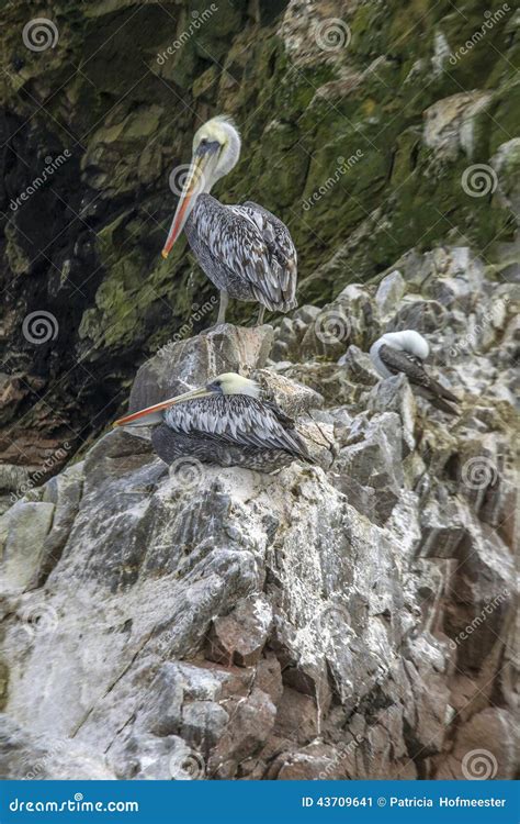 Pelicans on rocks stock image. Image of ruins, ocean - 43709641