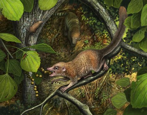 Oldest primate fossils indicate our ancestors walked with dinosaurs