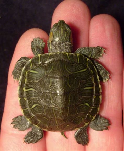 Image result for Mutant Animals