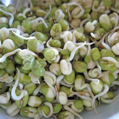 Mung Bean Sprouting Seeds - 1 Lb - Organic, Non-GMO - Sprouts, Food ...